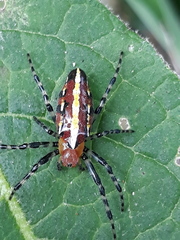 Alpaida grayi