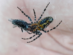 Alpaida grayi