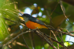 Dicaeum trigonostigma