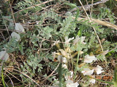 Astragalus testiculatus