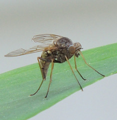 Chrysopilus proximus