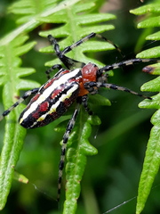 Alpaida grayi