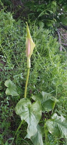Image of Arum korolkowii by no rights reserved