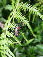Alpaida grayi