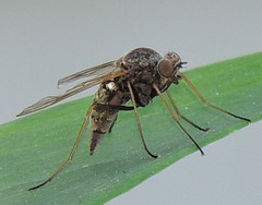Chrysopilus proximus