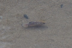 Cyprinodon salinus