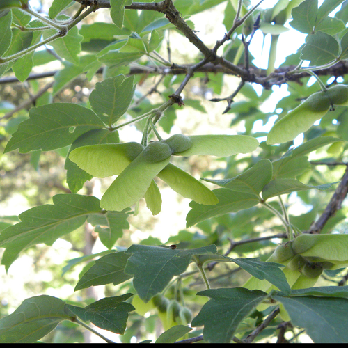 Acer griseum
