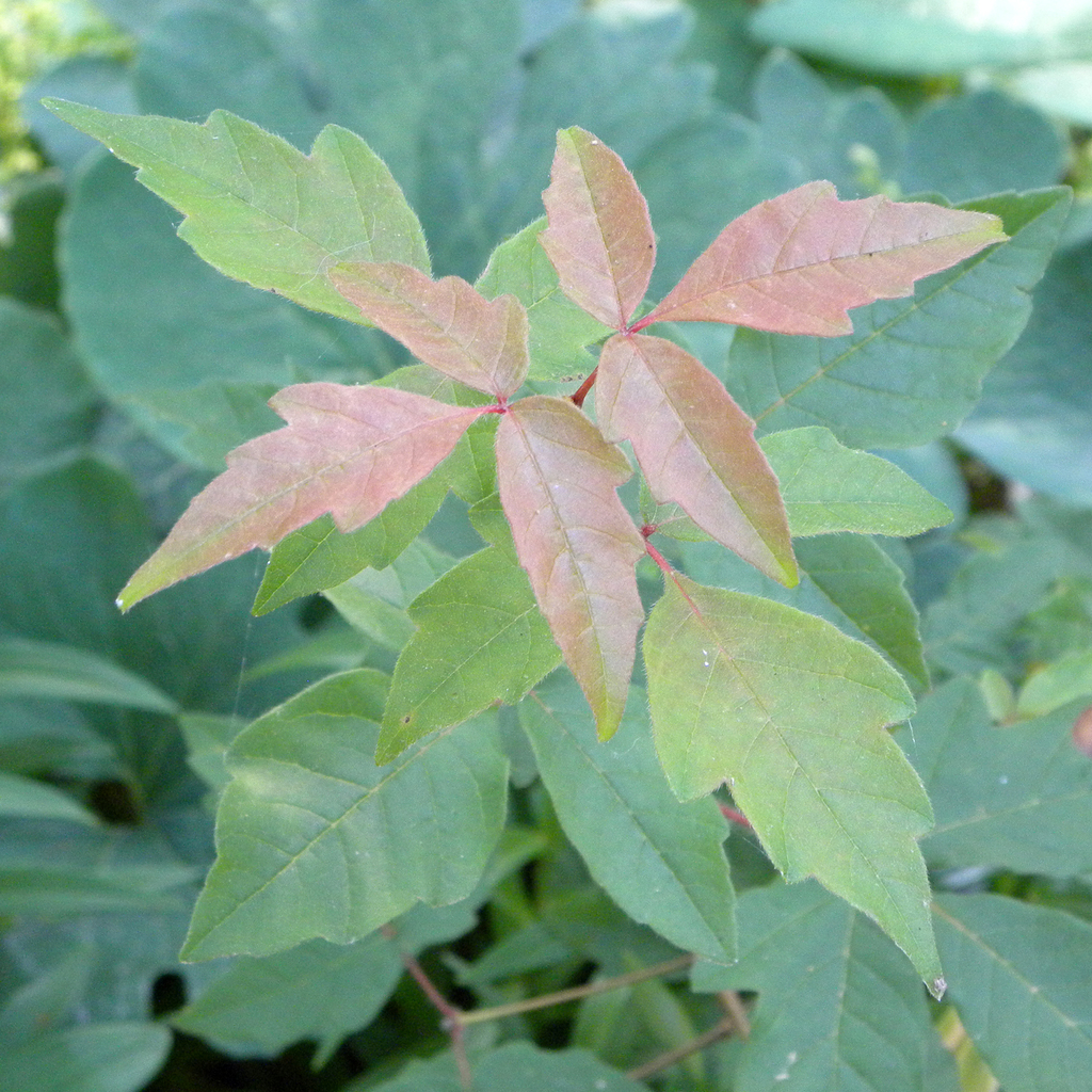 Acer griseum, Ohio, US