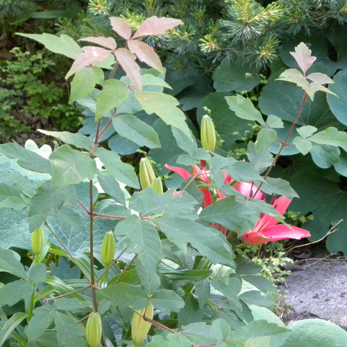 Acer griseum