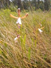 Cleistesiopsis divaricata