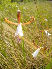 Cleistesiopsis divaricata