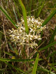 Asclepias longifolia
