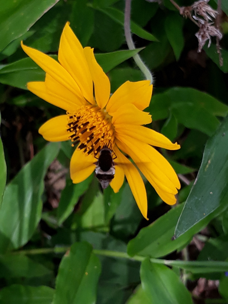Euprepina bicincta