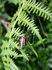 Alpaida grayi