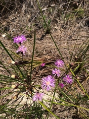 Vernonia blodgettii