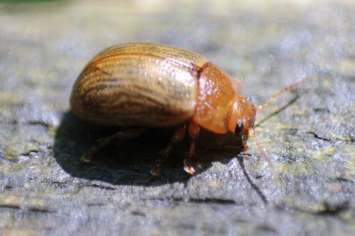 Gonioctena pallida