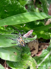 Alpaida grayi