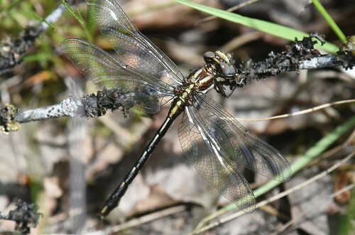 Phanogomphus exilis