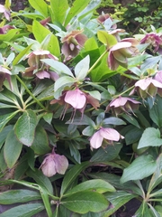 Helleborus purpurascens