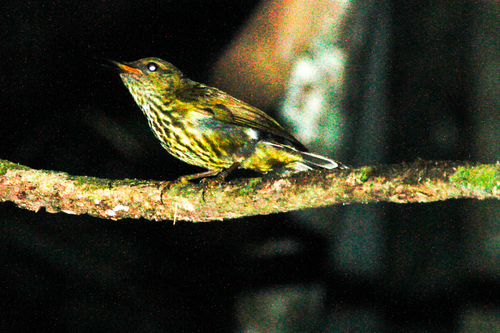 Kurochkinegramma hypogrammicum