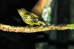 Kurochkinegramma hypogrammicum