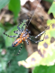 Alpaida grayi