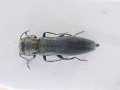 Agrilus angustulus