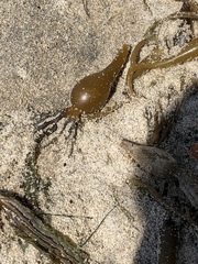 Laminariaceae