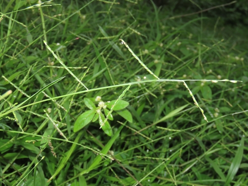 Image of Urochloa distachyos by (c) chiuluan, some rights reserved (CC BY)