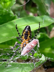 Alpaida grayi