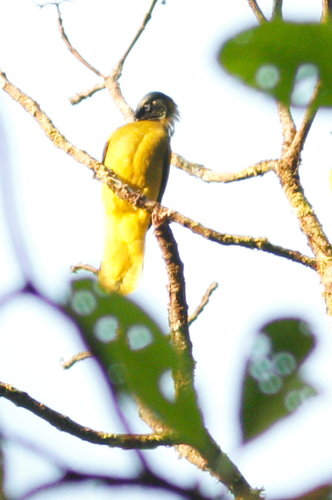 Microtarsus melanocephalos