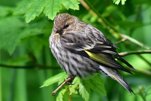 Pine Siskin (Spinus pinus), photo 6