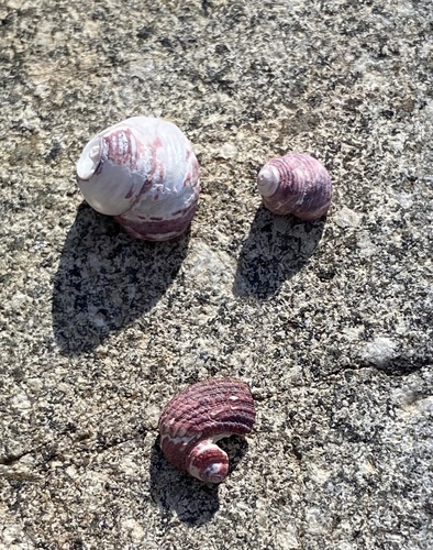 Gigahomalopoma sangarense