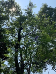 Jacaranda mimosifolia
