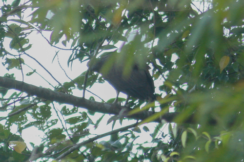 Icthyophaga humilis