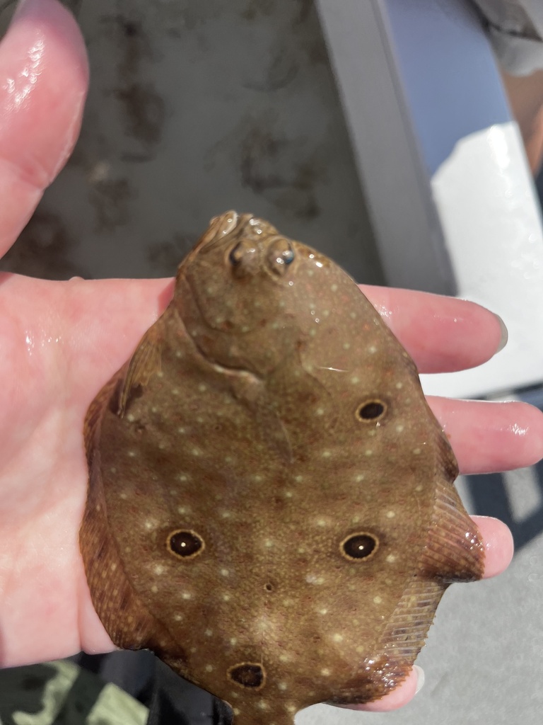 Ocellated Flounder
