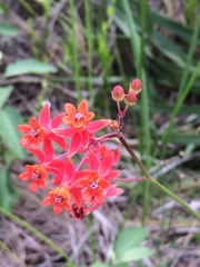 Asclepias lanceolata
