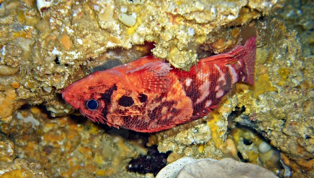 Steene's Scorpionfish