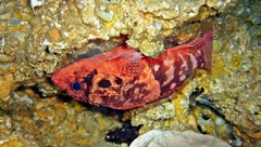 Steene's Scorpionfish photo 1