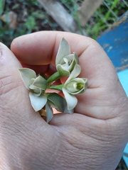 Chloraea membranacea