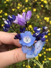 Nemophila menziesii