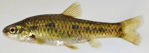 Shortfin barb (Enteromius brevipinnis) — Cyprinidae — 3