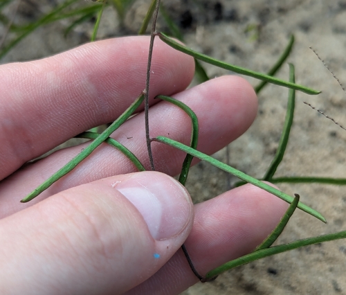 Image of Stylisma angustifolia by no rights reserved
