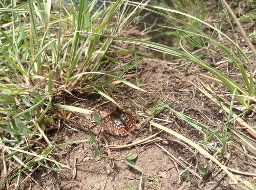 iNaturalist observation photo of Edith's Checkerspot
