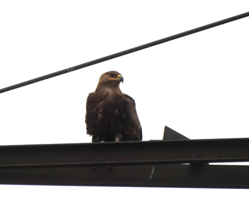 Águila esteparia (Aquila nipalensis)