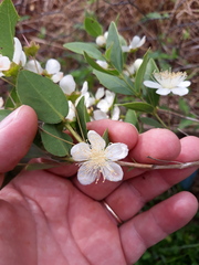 Campomanesia adamantium