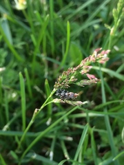 Trypetoptera punctulata