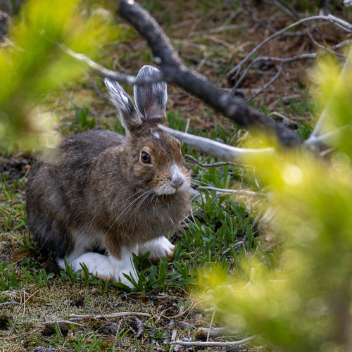 Snowshoe Hare photographed in Wyoming