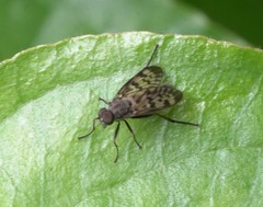 Rhagio punctipennis