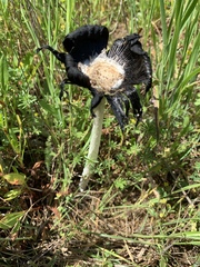 Coprinus calyptratus